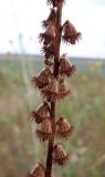 Agrimonia eupatoria. Часть соплодия. Ростовская обл., Октябрьский р-н, Аютинские склоны. 12.08.2012.