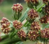 Artemisia vulgaris