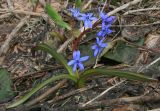 Scilla bifolia