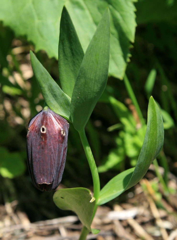 Изображение особи Fritillaria latifolia.