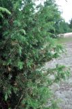 Juniperus communis. Верхушки ветвей взрослого дерева. Псковское озеро, остров Верхний. 14.06.2014.