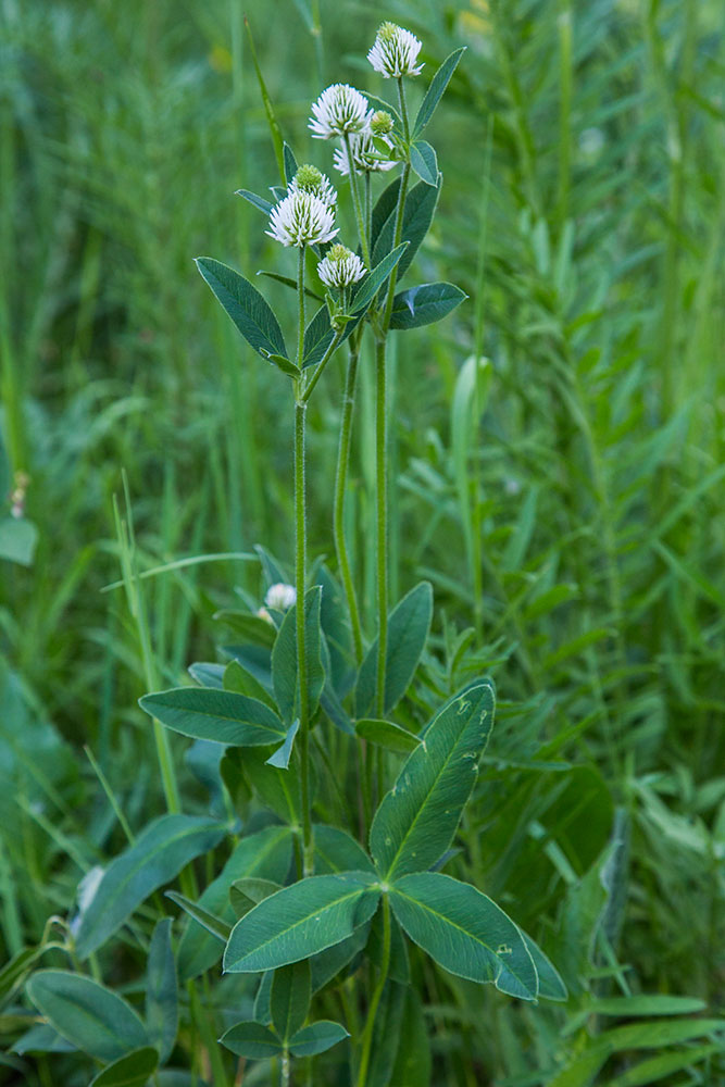 Изображение особи Trifolium montanum.