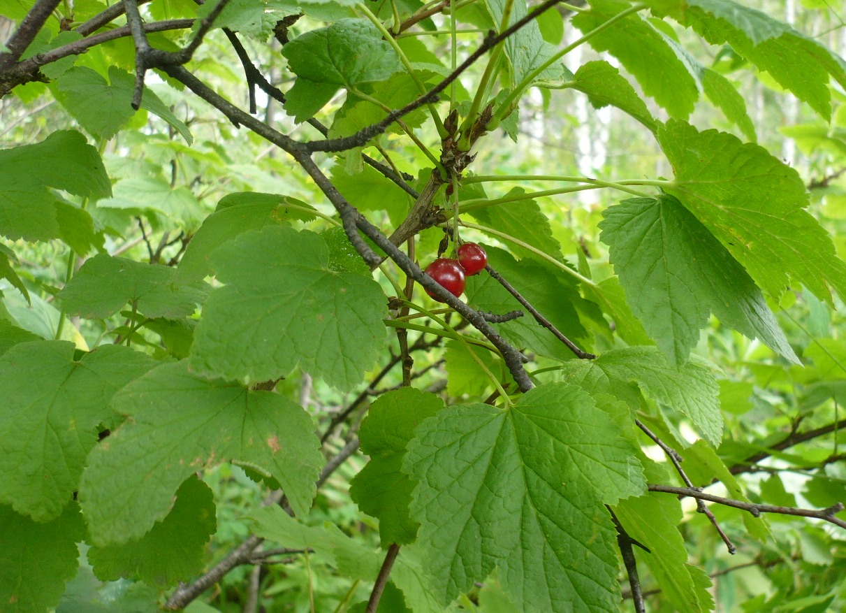 Image of Ribes hispidulum specimen.