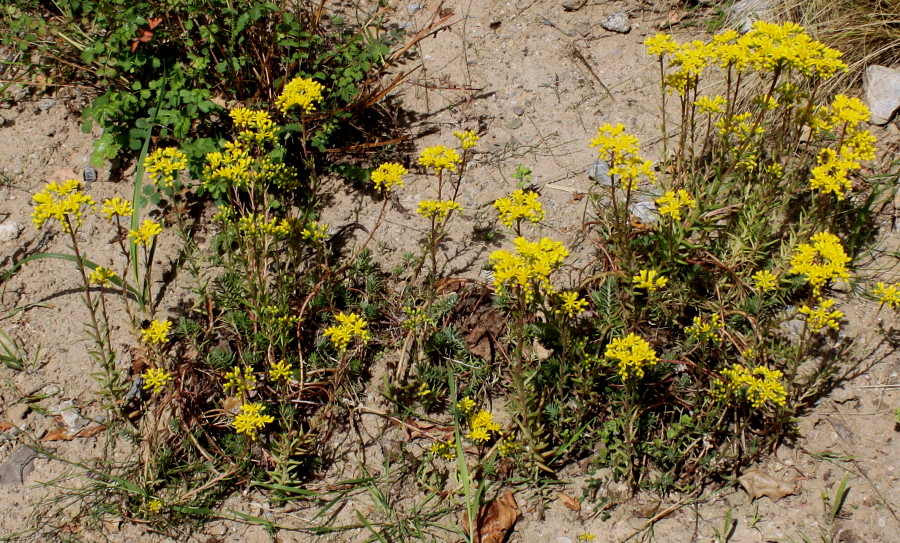 Изображение особи Sedum reflexum.