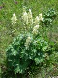 Aconitum lasiostomum