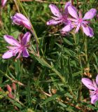 Chamaenerion colchicum