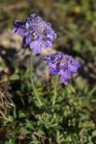 Scabiosa lachnophylla. Соцветие. Приморский край, Находкинский городской округ, окр. пос. Врангель, мыс Лисученко, сухая травянистая растительность на вершине. 18.09.2014.