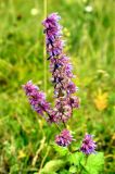 Salvia verticillata