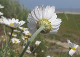 Anthemis ruthenica