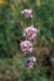 Allium lineare. Соцветия. Украина, Луганская обл., Свердловский р-н, восточнее с. Черемшино, заказник \"Королевские скалы\". Начало июля 2005 г.