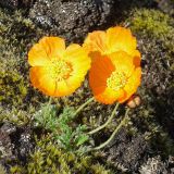 Papaver microcarpum