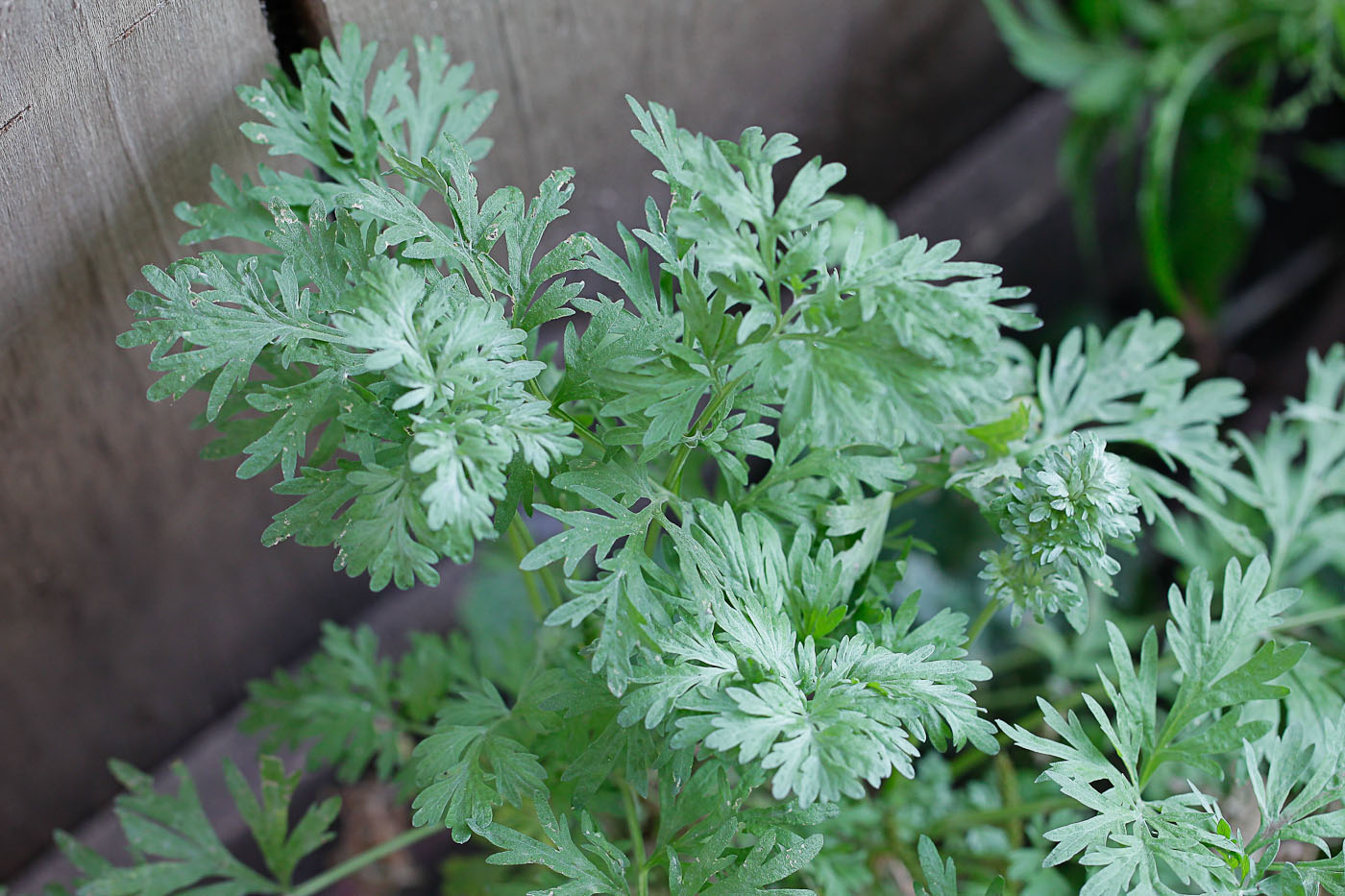 Изображение особи Artemisia absinthium.