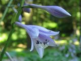 Hosta albomarginata. Цветок. Украина, Львов, Стрыйский парк, в культуре. 9 июля 2007 г.