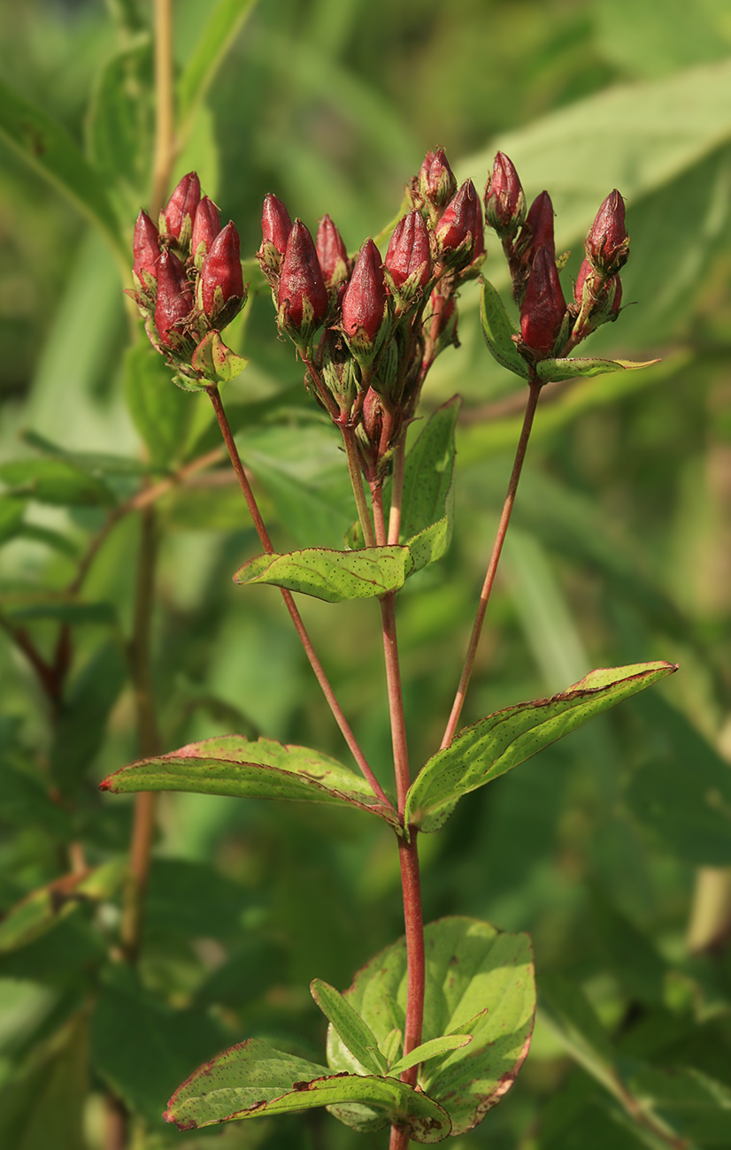 Изображение особи Hypericum erectum.