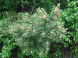 род Pinus