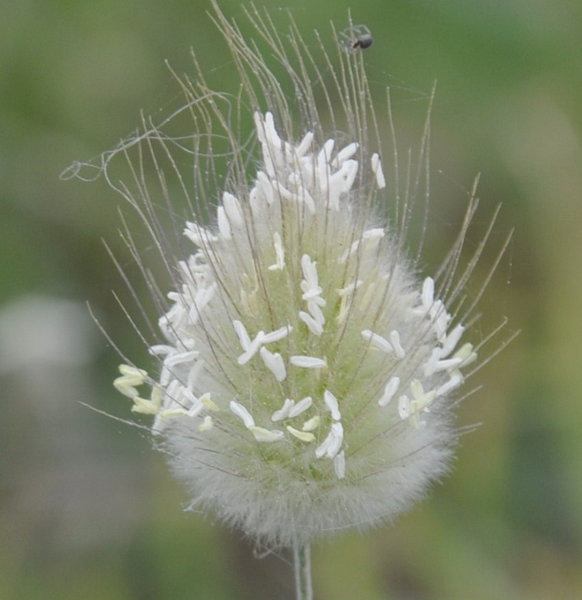 Image of Lagurus ovatus specimen.