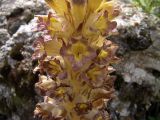 Orobanche gigantea. Часть соцветия (крупно). Южный Казахстан, горы Каракус. 07.05.2007.