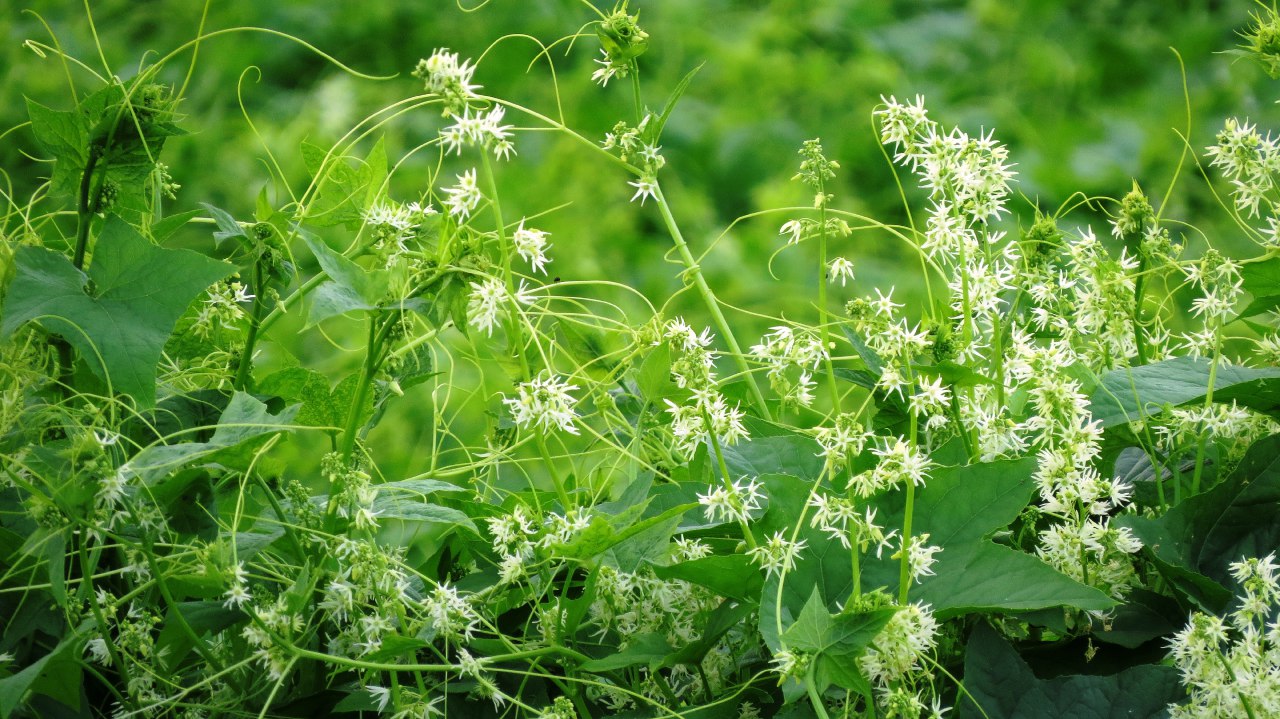 Изображение особи Echinocystis lobata.