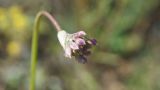 Allium rubens