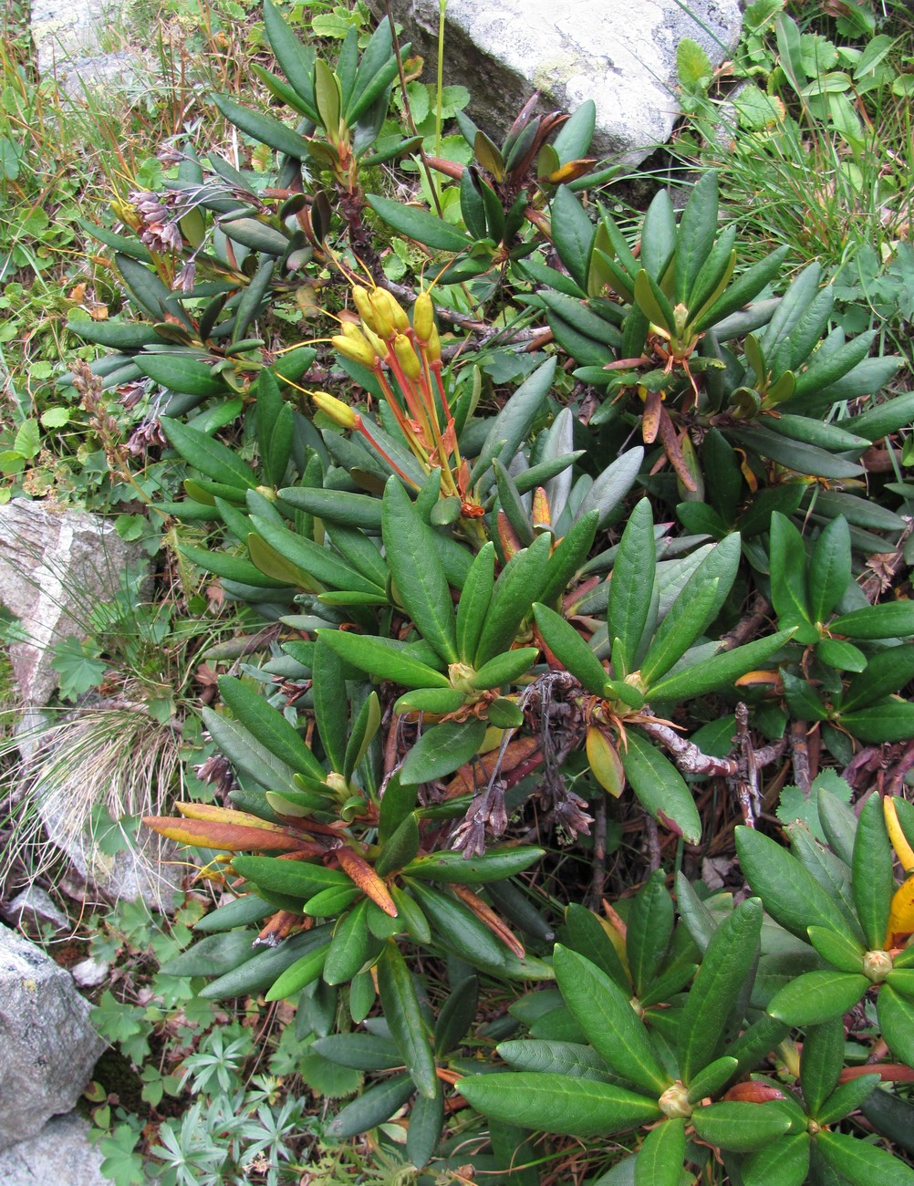 Image of Rhododendron caucasicum specimen.