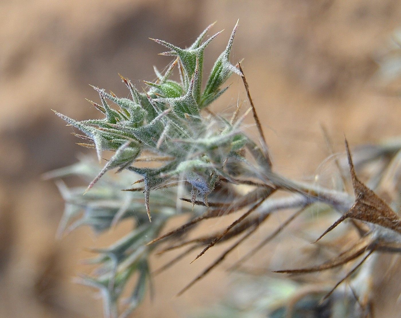 Изображение особи Ceratocarpus arenarius.