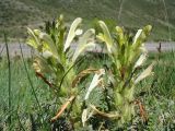 Pedicularis songarica