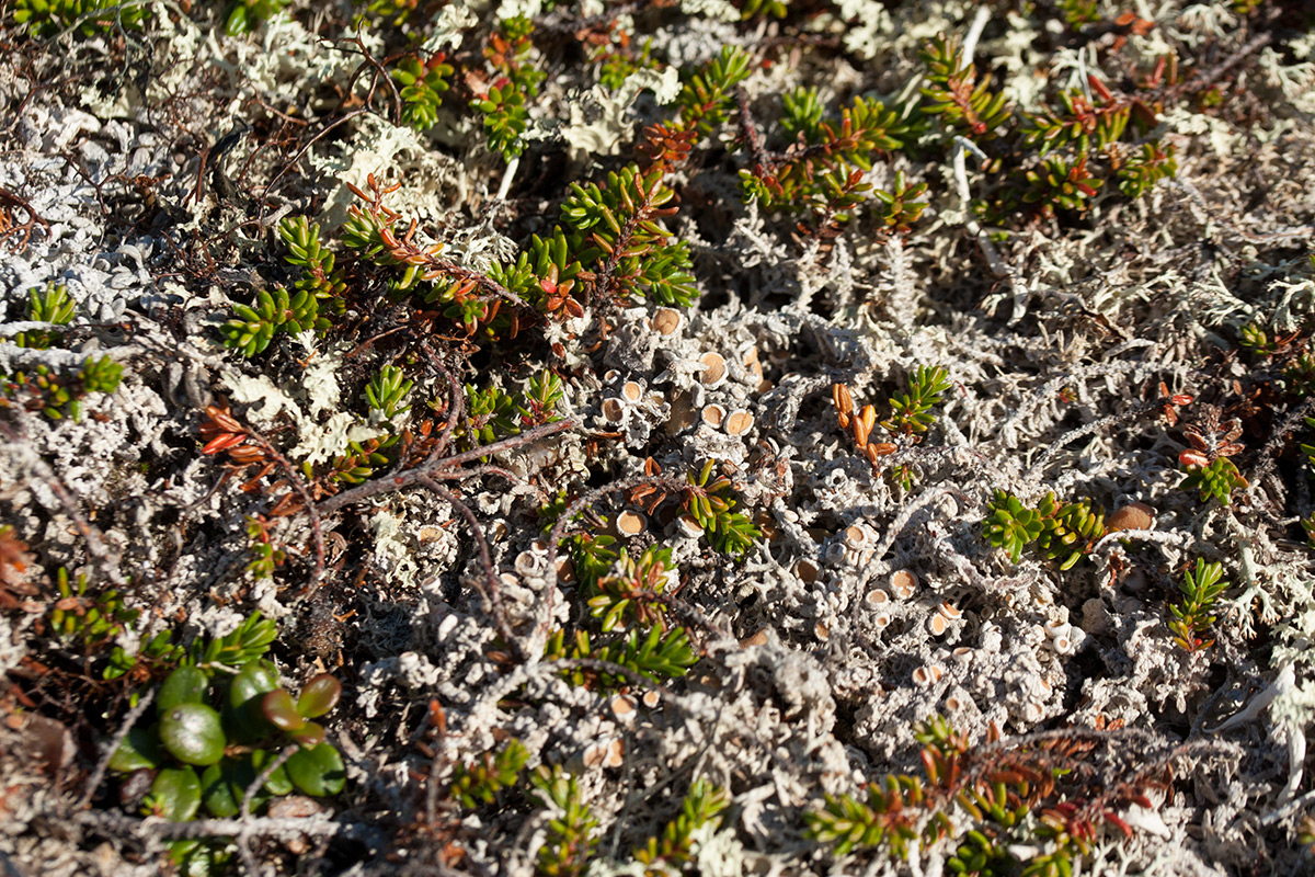 Изображение особи Ochrolechia frigida.