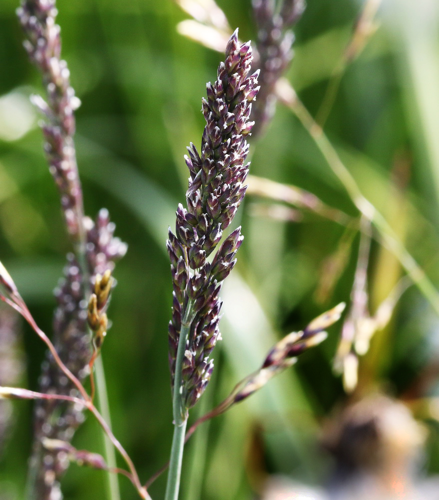 Изображение особи Poa glauca.