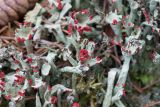 Cladonia deformis