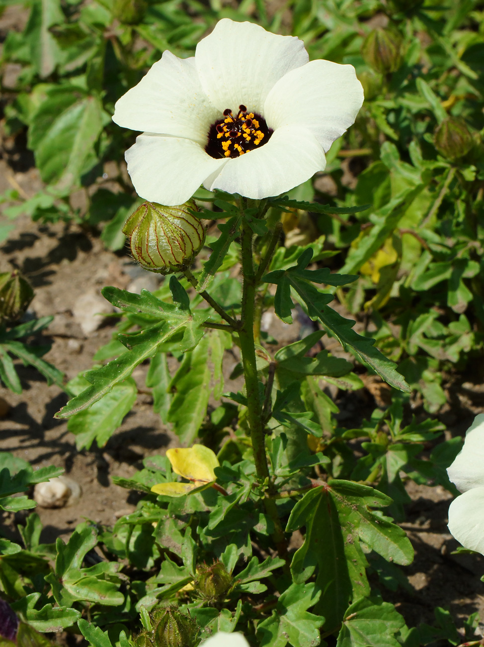 Изображение особи Hibiscus trionum.