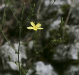 Mycelis muralis. Верхушка цветущего растения. Крым, окр. Соколиного, Большой Каньон, буково-грабовый лес, вдоль русла р. Аузун-Узень. 17.08.2017.