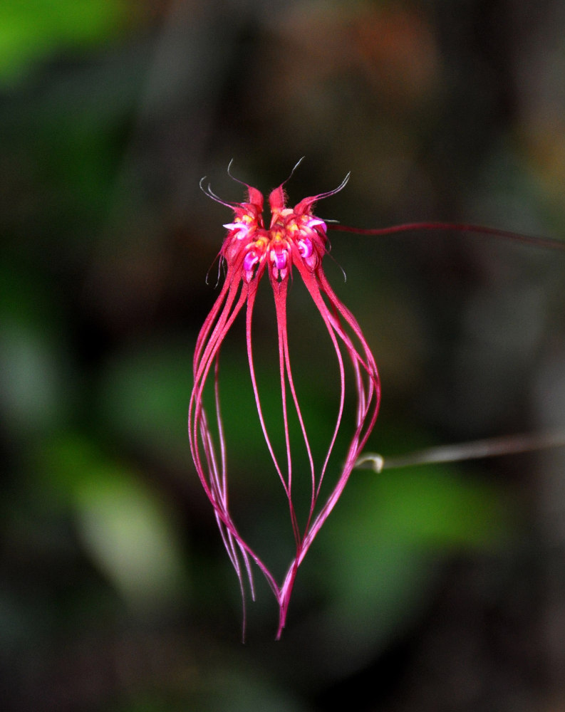 Изображение особи Bulbophyllum gracillimum.