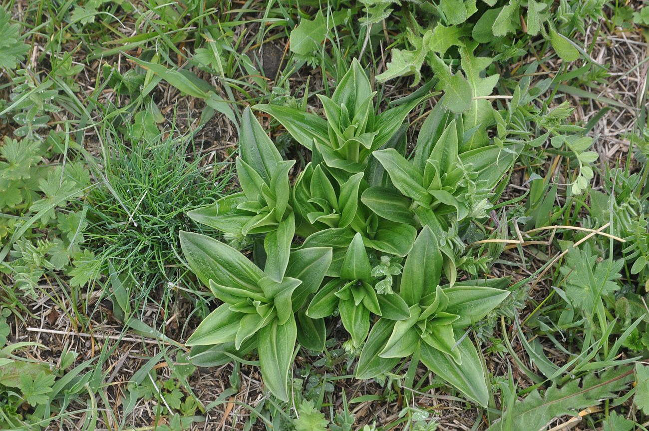 Изображение особи род Gentiana.