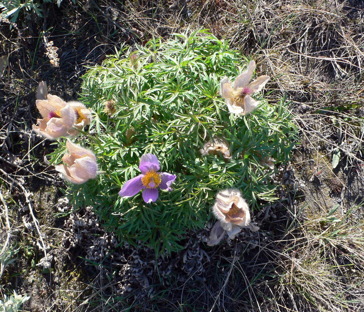 Image of Pulsatilla multifida specimen.