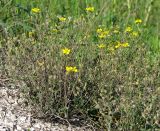 Helianthemum cretophilum