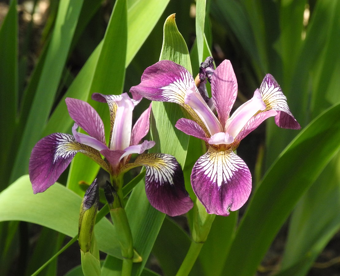 Изображение особи Iris versicolor.