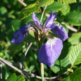 Iris setosa