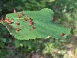 Tilia cordata