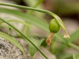 Galanthus woronowii. Верхушка побега с завязью. Абхазия, г. Новый Афон, гора Иверская, широколиственный лес. 07.03.2015.