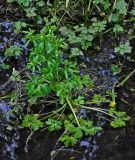 Ranunculus sceleratus