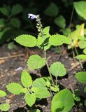 Scutellaria pekinensis