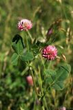 Trifolium hybridum. Верхушка цветущего растения. Тульская обл., пос. Дубна, суходольный луг возле стадиона. 25.06.2020.