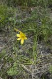 Hemerocallis minor