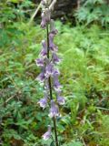 Aconitum leucostomum