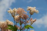 Filipendula camtschatica