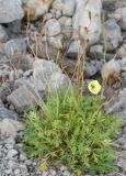 Papaver lapponicum. Цветущее и плодоносящее растение. Мурманская обл., Хибины, западное подножие г. Кукисвумчорр, край гравийного карьера в лесном поясе. 11.08.2010.