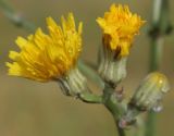 Crepis pannonica