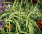 Monarda citriodora