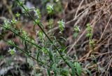 Stachys pubescens. Часть побега с соцветиями. Грузия, г. Тбилиси, каменистый склон. 10.06.2023.