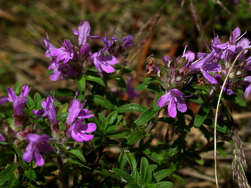 Изображение особи Thymus serpyllum.